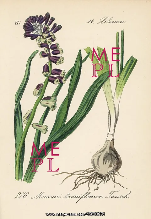 : Grape hyacinth, Leopoldia tenuiflora : Grape hyacinth, Leopoldia tenuiflora