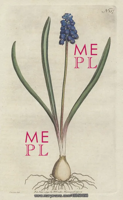 : Grape hyacinth, Muscari botryoides : Grape hyacinth, Muscari botryoides
