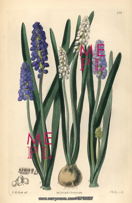 : Grape hyacinth, Muscari botryoides : Grape hyacinth, Muscari botryoides
