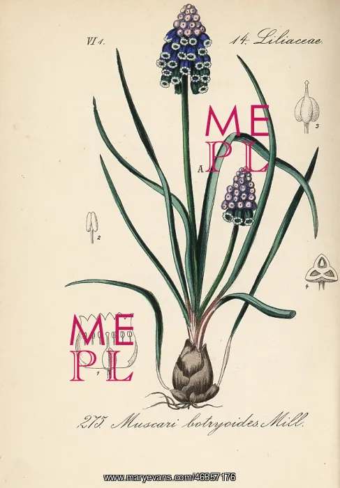 : Grape hyacinth, Muscari botryoides : Grape hyacinth, Muscari botryoides