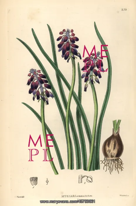 : Grape hyacinth, Muscari commutatum : Grape hyacinth, Muscari commutatum
