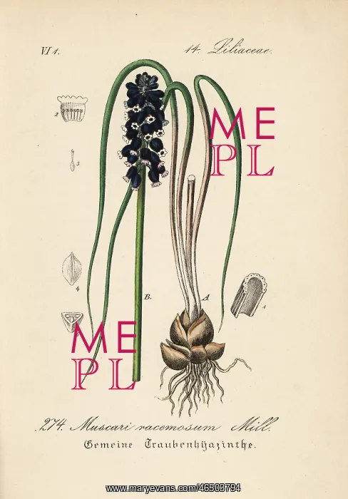 : Grape hyacinth, Muscari racemosum : Grape hyacinth, Muscari racemosum