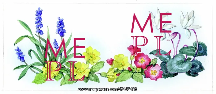  : Grape Hyacinths, primroses and cyclamen