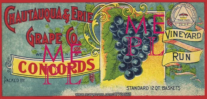 : Grape Label