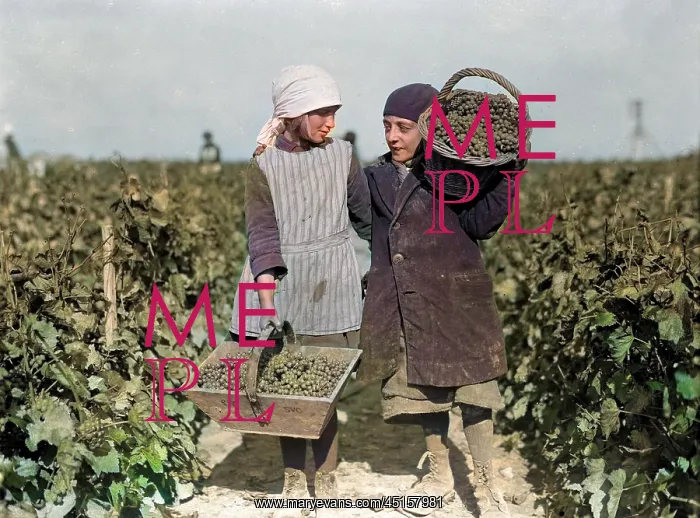 : GRAPE PICKERS 1930S : GRAPE PICKERS 1930S