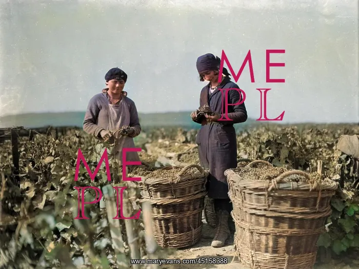 : GRAPE PICKERS 1930S : GRAPE PICKERS 1930S