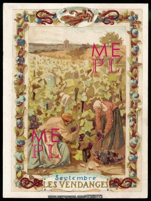  : GRAPE PICKERS