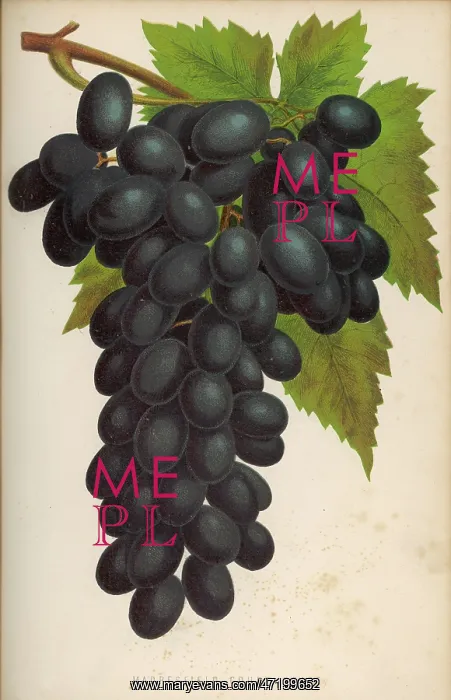  : GRAPE / PRACTICAL GARDENER
