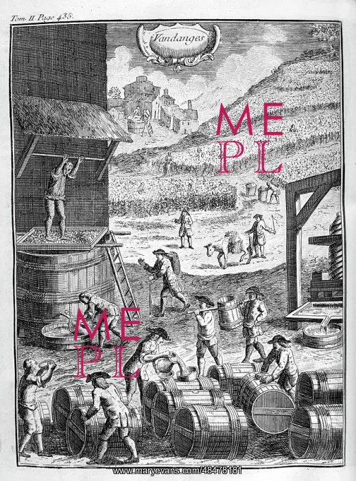 : Grape treading in winery, from the 1775 edition : Grape treading in winery, from the 1775 edition