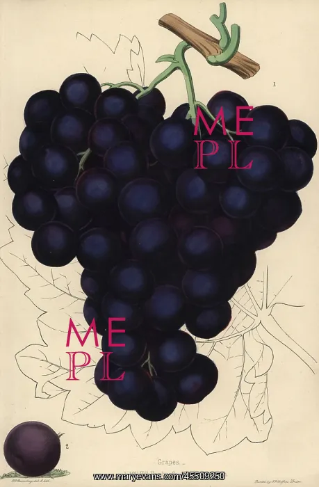 : Grape varieties: Mill Hill Hamburgh and Dutch : Grape varieties: Mill Hill Hamburgh and Dutch