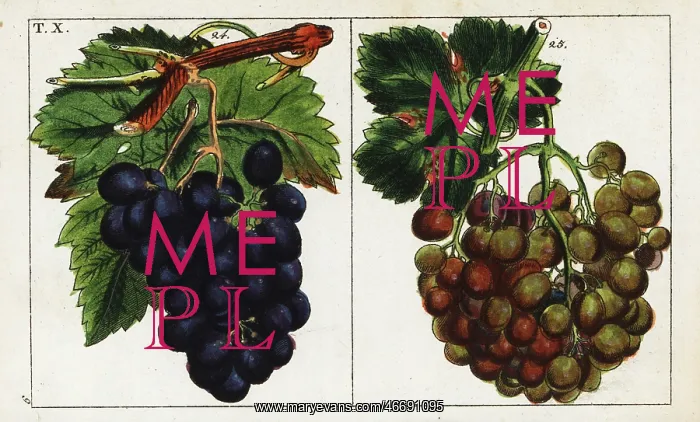 : Grape varieties, Vitis vinifera : Grape varieties, Vitis vinifera