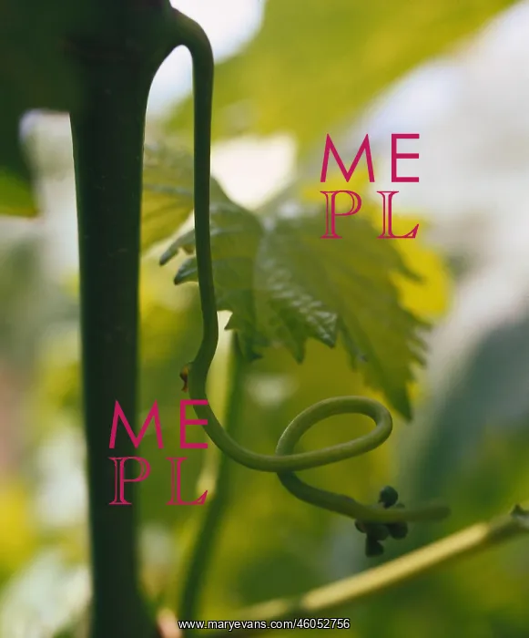  : Grape-vine