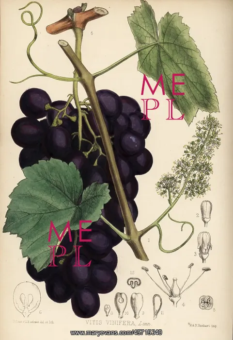 : Grape vine, Vitis vinifera : Grape vine, Vitis vinifera