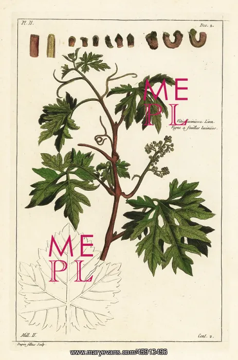  : Grape vine, Vitis vinifera