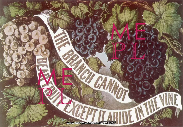  : Grape Vines and Banner