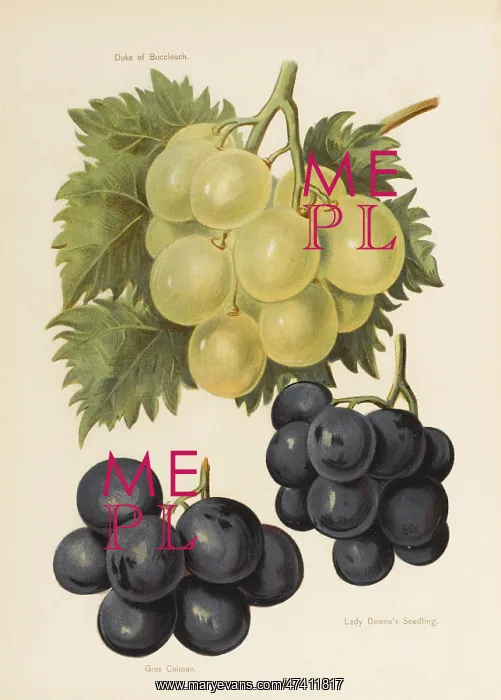 : GRAPES. Duke of Buccleuch Lady Downe's Seedling Gros Colman