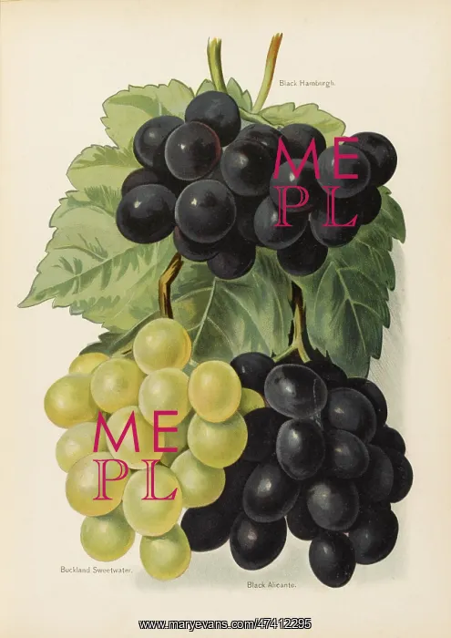  : GRAPES. Black Hamburgh Buckland Sweetwater Black Alicante