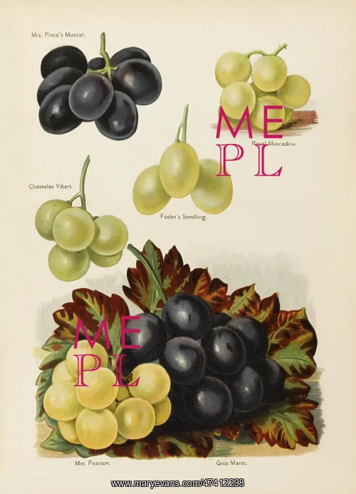 : GRAPES. Mrs Pince's Muscat Royal Muscadine Chasselas Vibert Foster's Seedling : GRAPES. Mrs Pince's Muscat Royal Muscadine Chasselas Vibert Foster's Seedling
