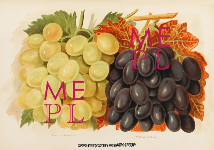  : GRAPES. Muscat of Alexandria Madresfield Court