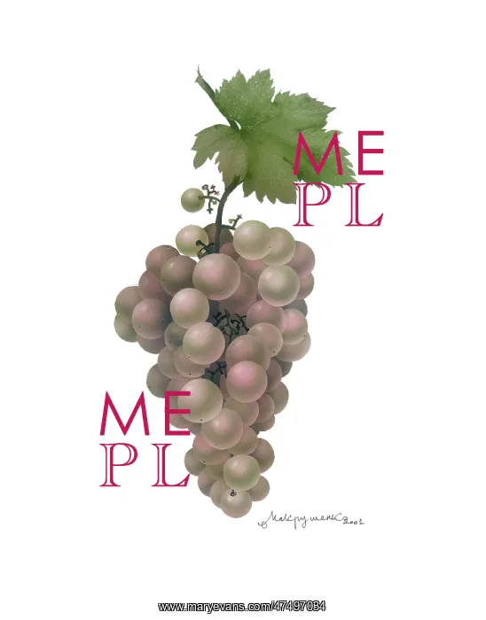  : Grapes. A bunch of grapes