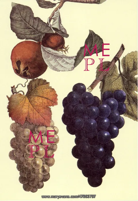  : Grapes