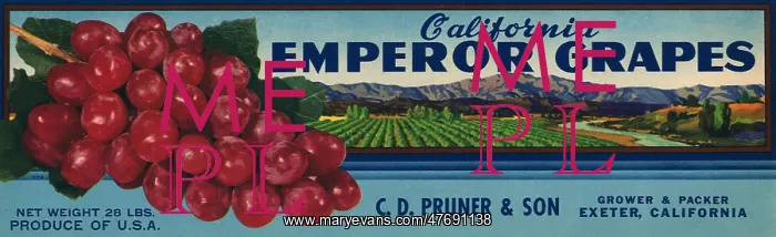  : Grapes and Coast