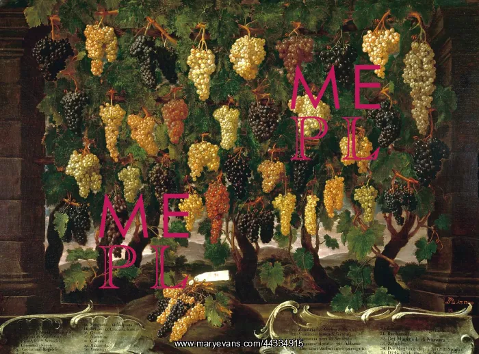 : Grapes: painted by Bartolomeo Bimbi : Grapes: painted by Bartolomeo Bimbi