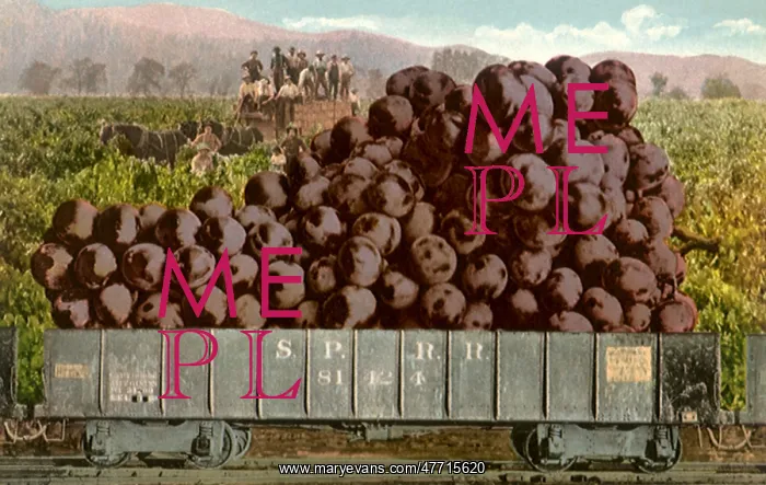 : Grapes in Railroad Car : Grapes in Railroad Car