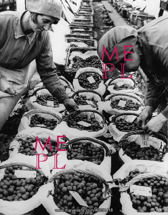 : Grapes ready for the market : Grapes ready for the market