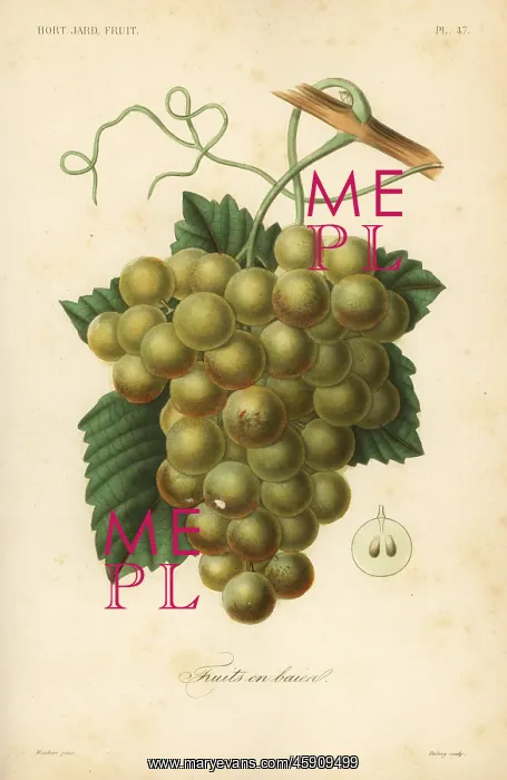 : Grapes, Vitis vinifera : Grapes, Vitis vinifera