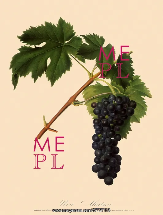  : Grapes, Vitis vinifera