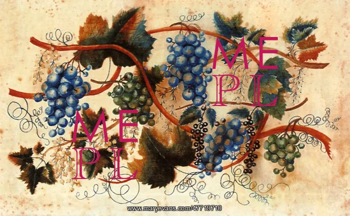  : Grapevine