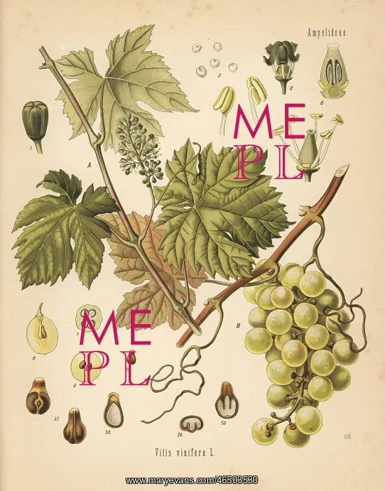 : Grapevine with grapes, Vitis vinifera : Grapevine with grapes, Vitis vinifera