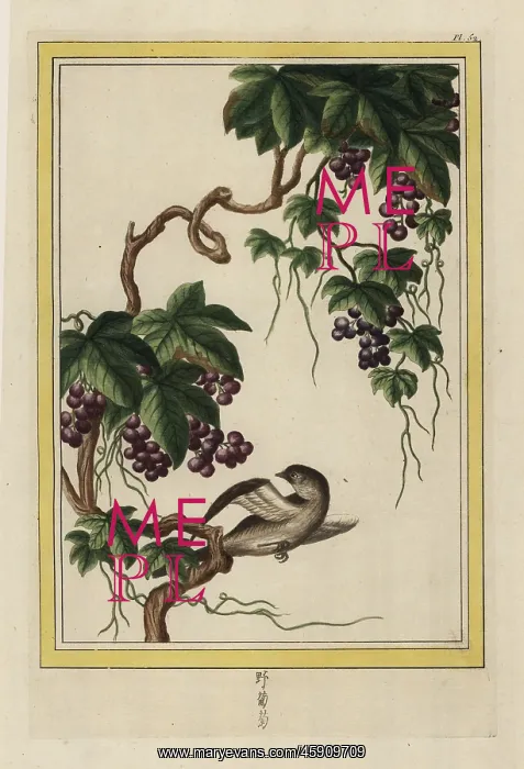 : Grapevine, Vitis vinifera : Grapevine, Vitis vinifera