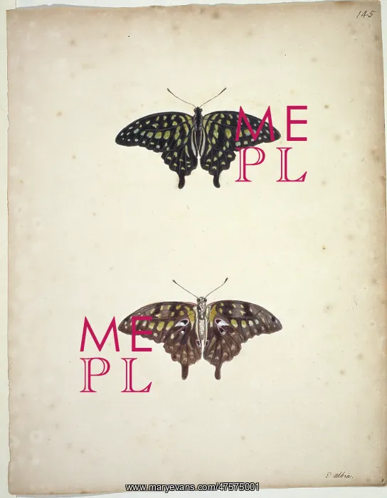 : Graphium agamemnon, tailed jay : Graphium agamemnon, tailed jay