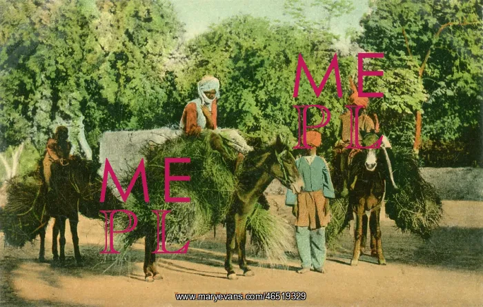 : Grass Cutters - Mules bringing in the fodder : Grass Cutters - Mules bringing in the fodder