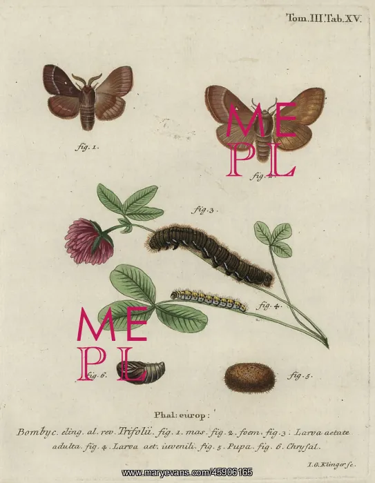 : Grass eggar, Lasiocampa trifolii : Grass eggar, Lasiocampa trifolii