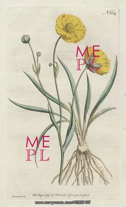 : Grass-leaved crowfoot or buttercup, Ranunculus gramineus : Grass-leaved crowfoot or buttercup, Ranunculus gramineus