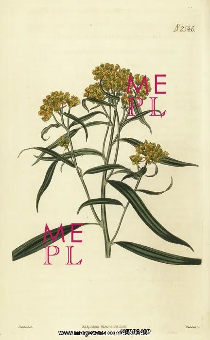 : Grass-leaved goldenrod, Euthamia graminifolia : Grass-leaved goldenrod, Euthamia graminifolia