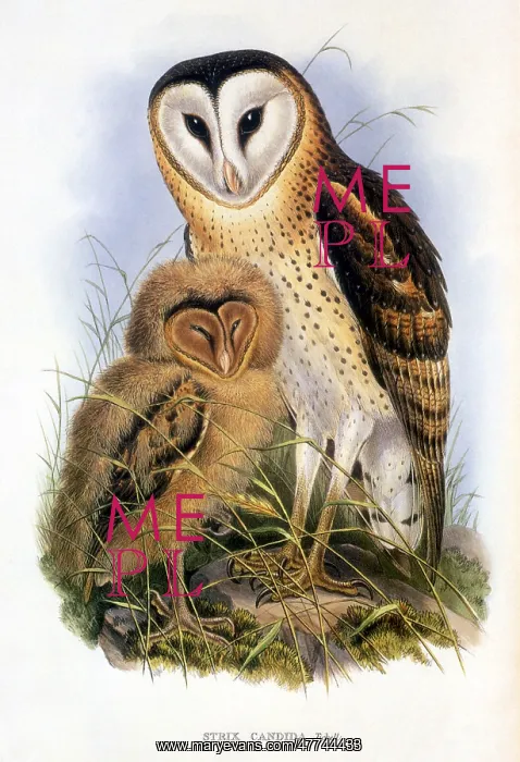 : Grass Owl (Tyto capensis longimembris) : Grass Owl (Tyto capensis longimembris)