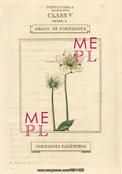 : Grass of parnassus, Parnassia palustris : Grass of parnassus, Parnassia palustris