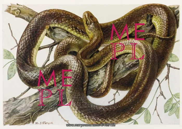 : GRASS SNAKE AESCULAPIUS : GRASS SNAKE AESCULAPIUS