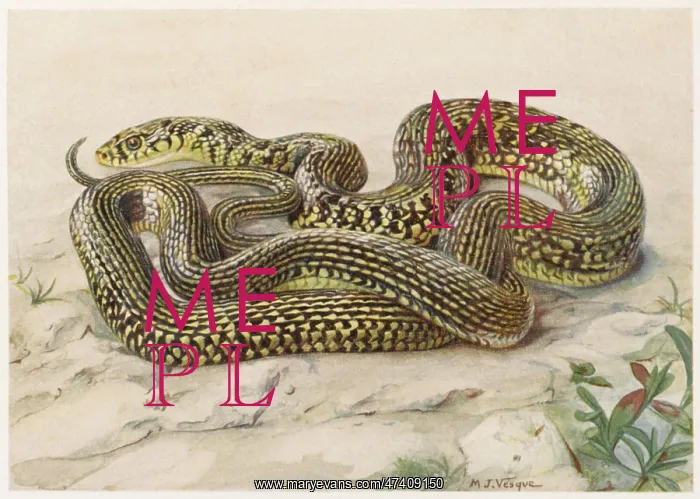 : GRASS SNAKE G AND Y : GRASS SNAKE G AND Y