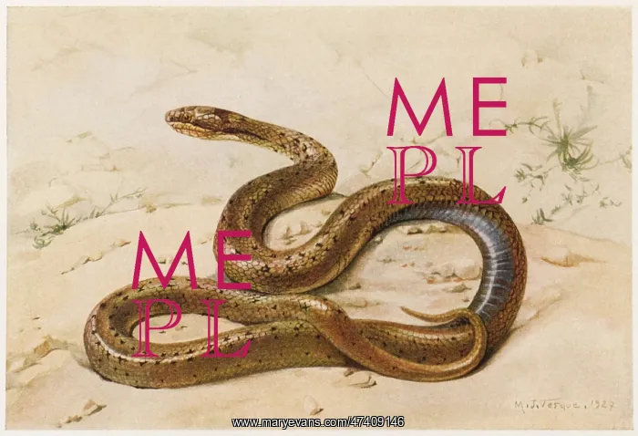 : GRASS SNAKE LISSOM : GRASS SNAKE LISSOM
