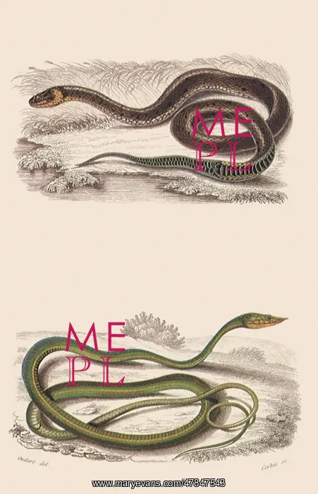  : A Grass Snake and a Tree Snake