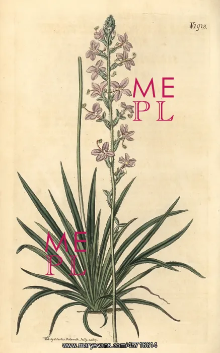 : Grass triggerplant, Stylidium graminifolium : Grass triggerplant, Stylidium graminifolium