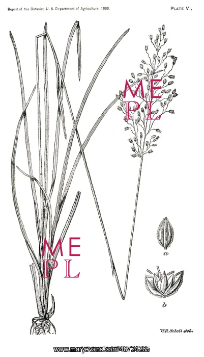 : Grass - Weeds - Agriculture - Nature : Grass - Weeds - Agriculture - Nature