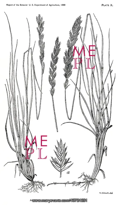 : Grass - Weeds - Agriculture - Nature : Grass - Weeds - Agriculture - Nature