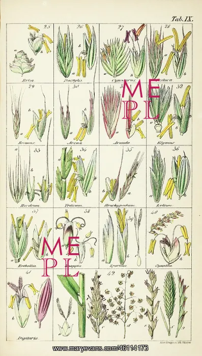 : Grasses. Chromolithograph from Sir William Jackson Hooker, The British Flora, Vol.1 : Grasses. Chromolithograph from Sir William Jackson Hooker, The British Flora, Vol.1