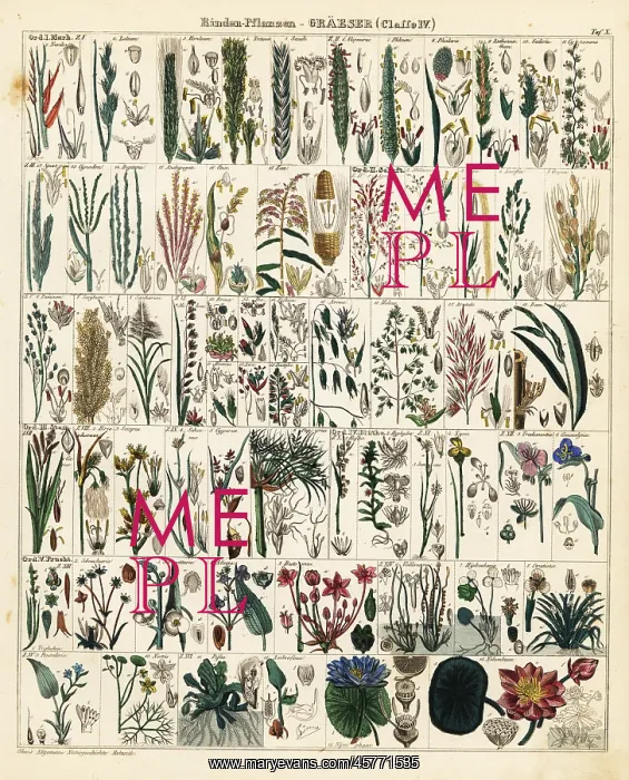 : Grasses and grains : Grasses and grains